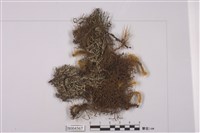藏品(大孢衣屬)的圖片